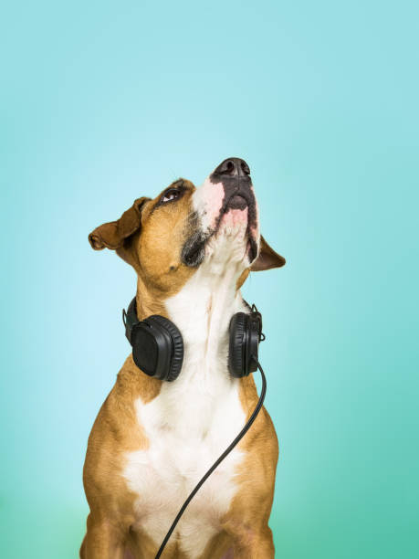 istock Dog with headphones looks up 936552344