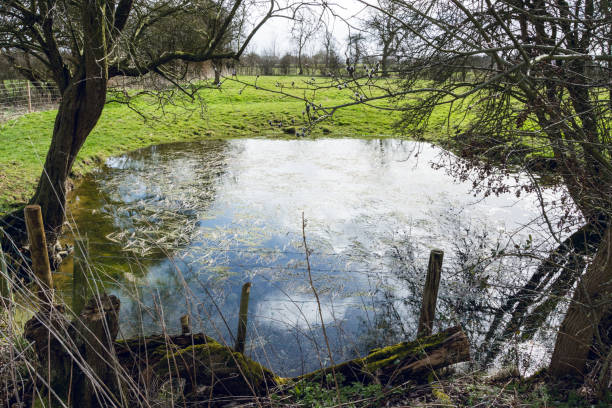 istock A pond in nature reserve area in UK Spring - 1 936552480