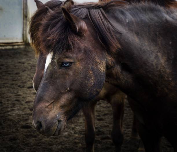 istock blue-eyed Icelandic horse smiling 936558638
