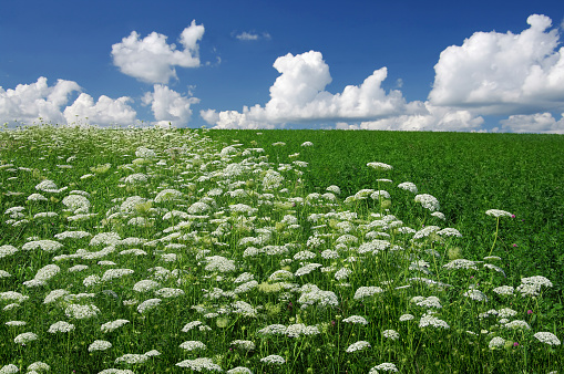 A field of Queen Anne’s lace (Daucus carota), also known as “wild carrot”, “bird’s nest” and “bishop’s lace”, grows in southern Wisconsin.