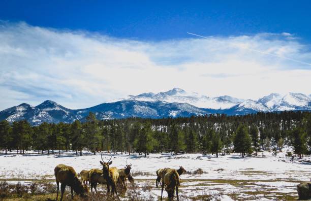 istock elk herd in front of snowy mountains 936559668