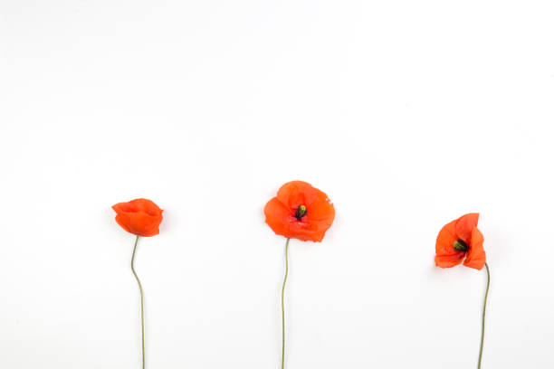 istock Red poppies on white background 936560296