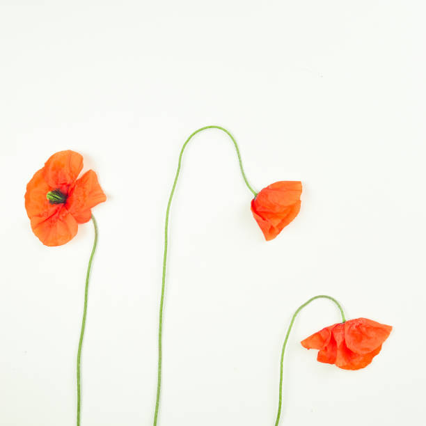 istock Red field poppies blossoms and petals on white background. 936562458