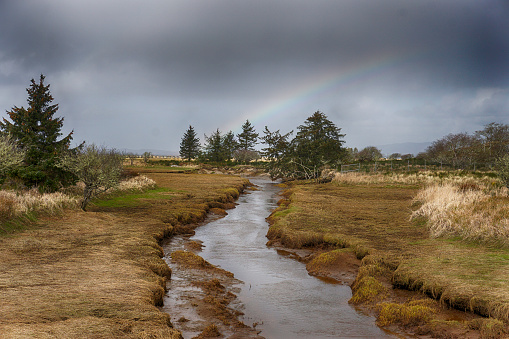 a tidal brook draining a marsh near Astoria, Oregon