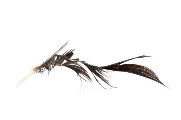 istock black bird feather. defective. isolated on white background 936563646