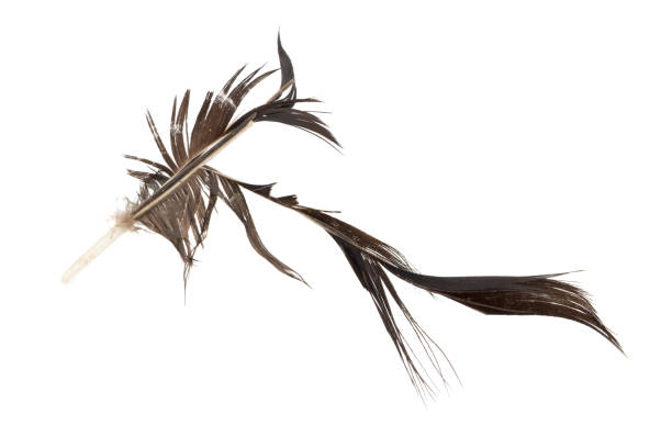 istock black bird feather. defective. isolated on white background 936563648