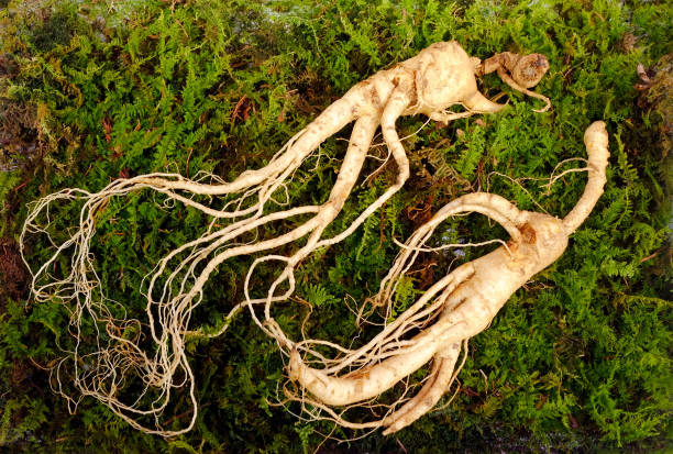 wilde koreanischen ginseng-wurzel. - ginseng stock-fotos und bilder