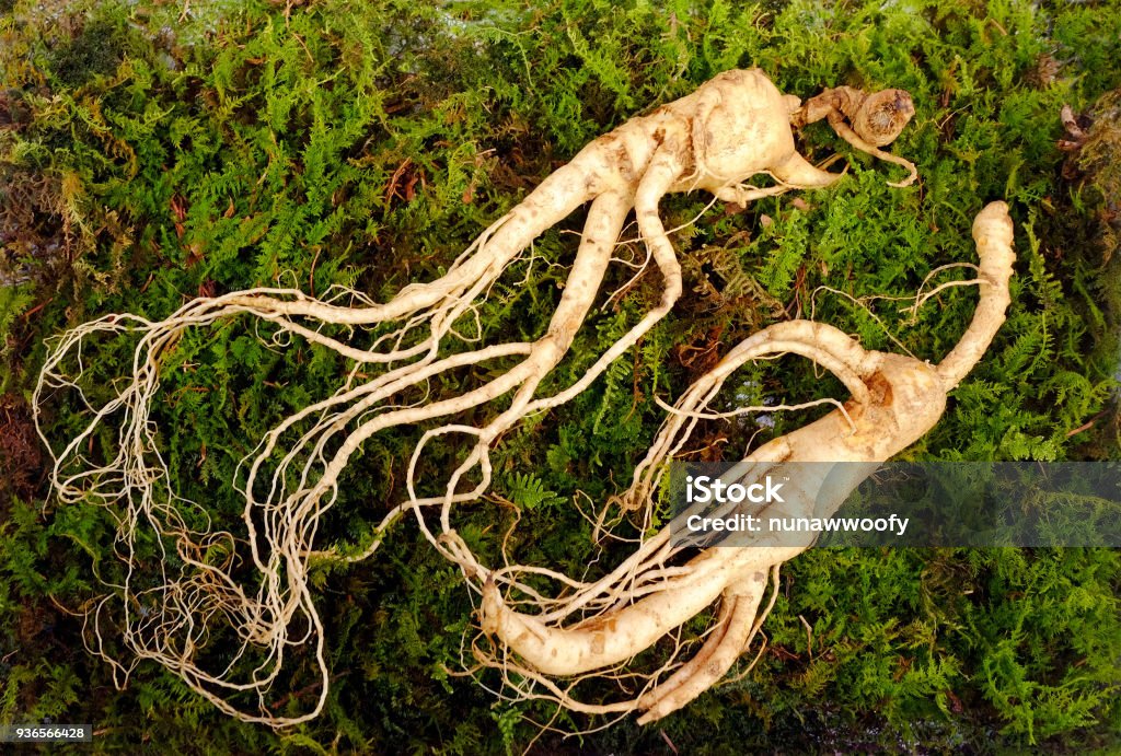 Wild Korean Ginseng Root Stock Photo Download Image Now - Red - iStock