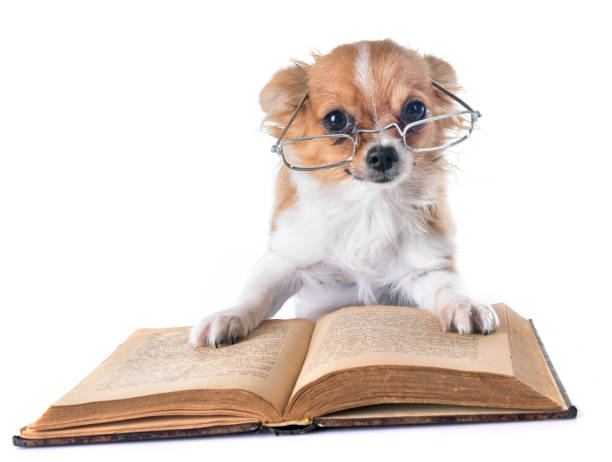 istock puppy chihuahua 936567182