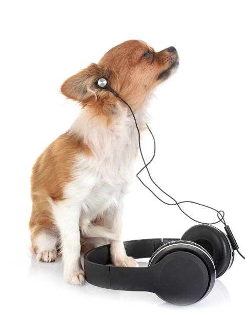 istock puppy chihuahua 936567304