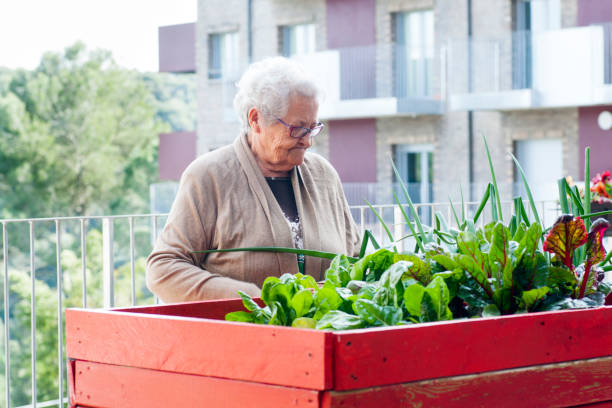 старшая женщина, ухаживая за садом на крыше - vegetable garden urban scene city life community garden стоковые фото и изображения