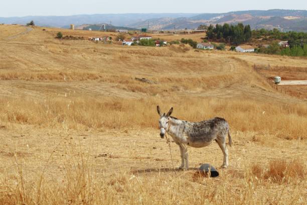 three brown donkeys closed a fence in Portugal