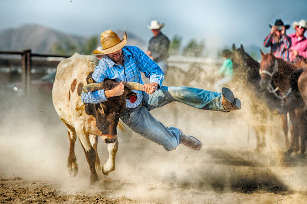 grintoso cowboy duro durante la competizione di wrestling di manzo appeso a una terra guida le corna mentre si prepara a controllarlo e portarlo a terra - rodeo foto e immagini stock