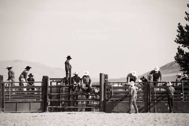 istock Cowboys Preparing To Load And Open The Gate For A Saddle Bronc Competitor  Black And White 936570428