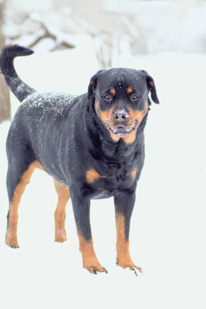 istock young Rottweiler breed dog 936570624