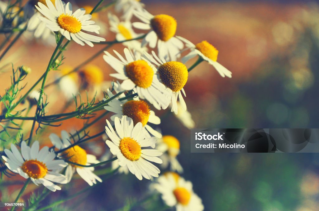 Natural seasonal background.Awakening of nature. Spring time concept. Beautiful daisies in sunlight with blurred background and bokeh.Outdoor Chamomile Plant Stock Photo