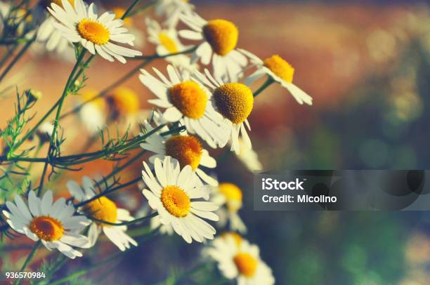 Natural Seasonal Backgroundawakening Of Nature Spring Time Concept Beautiful Daisies In Sunlight With Blurred Background And Bokehoutdoor Stock Photo - Download Image Now