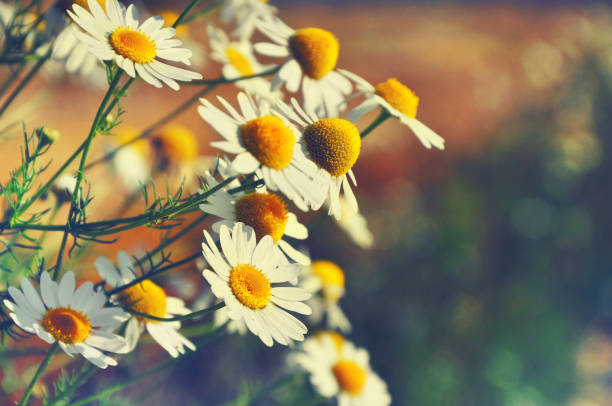 natural seasonal background.awakening of nature. spring time concept. beautiful daisies in sunlight with blurred background and bokeh.outdoor - chamomile plant imagens e fotografias de stock