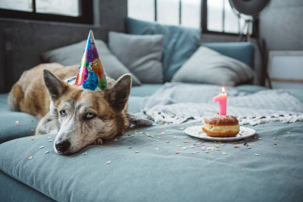 istock Cute dog celebrating his bithday 936571718