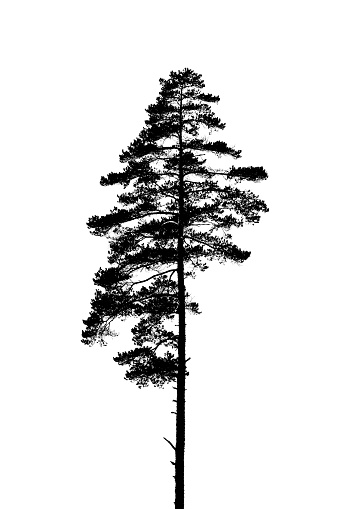 Black and white silhouette of a lonely single pine tree.