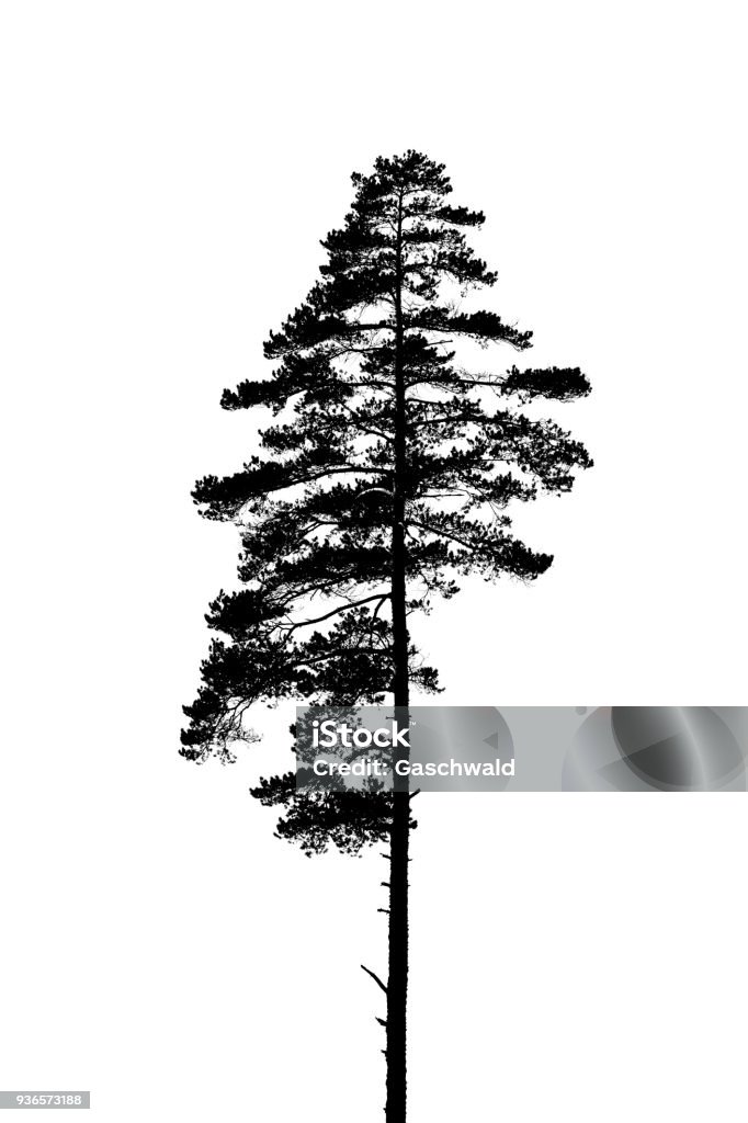 Black and white silhouette of a lonely single pine tree Black and white silhouette of a lonely single pine tree. Pine Tree stock illustration