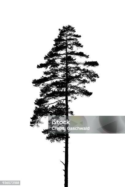 Black And White Silhouette Of A Lonely Single Pine Tree Stock Illustration - Download Image Now