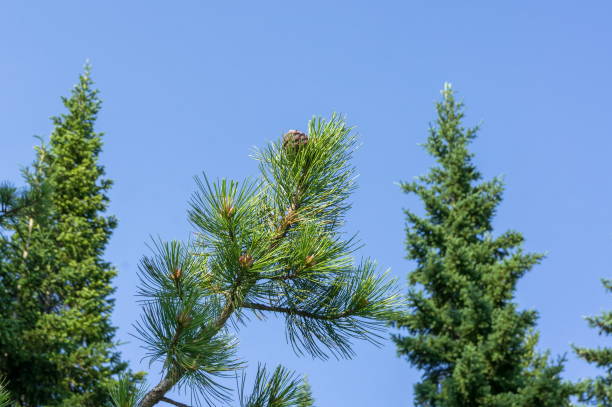 cedar cone grows on a branch in the forest, against the background of firs and blue skies. - cedrine imagens e fotografias de stock