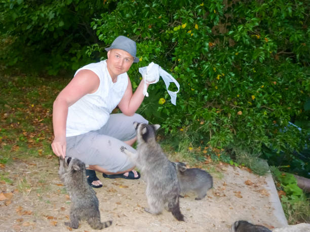 The man is feeding raccoons. Domestication of wild animals. Tamed wild animals.