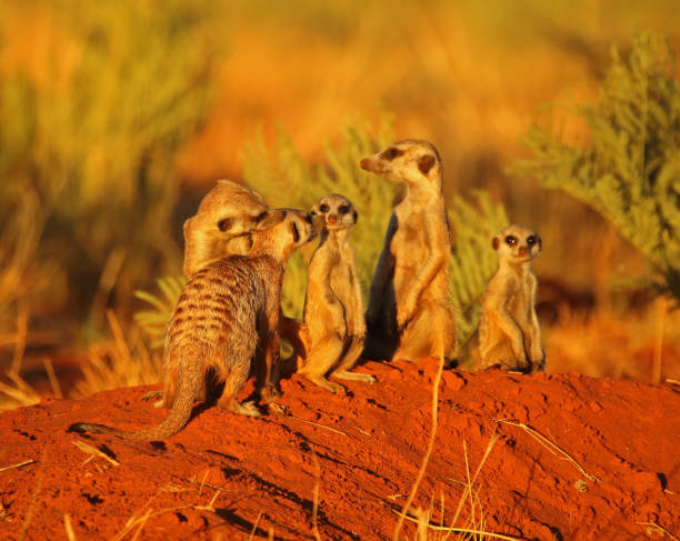 istock Meerkat catching the last sunlight before calling it a night. 936580442