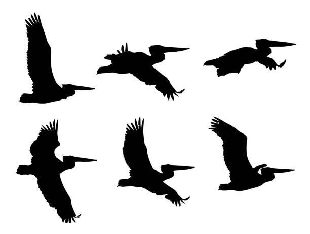 ilustrações, clipart, desenhos animados e ícones de pelicano (pelecanus crispus) no conjunto de silhuetas de voo - pelicano