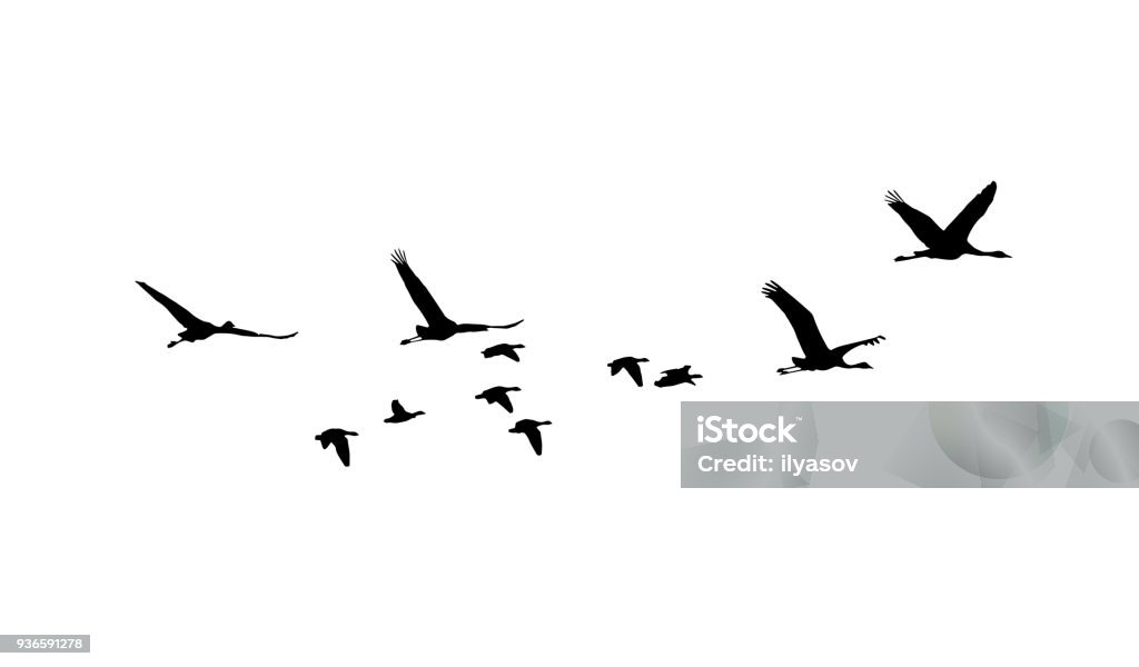 Grulla común y mayor Ánsar Careto en siluetas de vuelo - arte vectorial de Pájaro libre de derechos