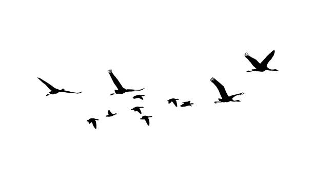 Common Crane and Greater white-fronted goose in flight silhouettes Common Crane and Greater white-fronted goose in flight silhouettes goose bird stock illustrations