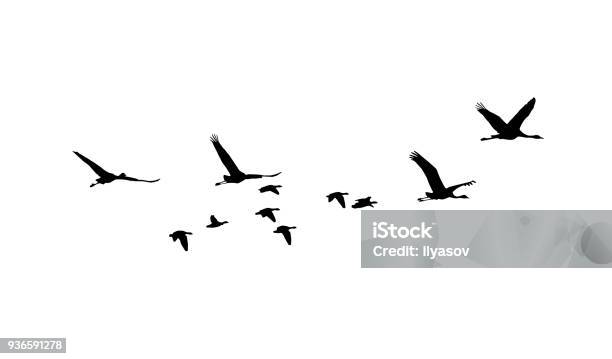 Common Crane And Greater Whitefronted Goose In Flight Silhouettes Stock Illustration - Download Image Now