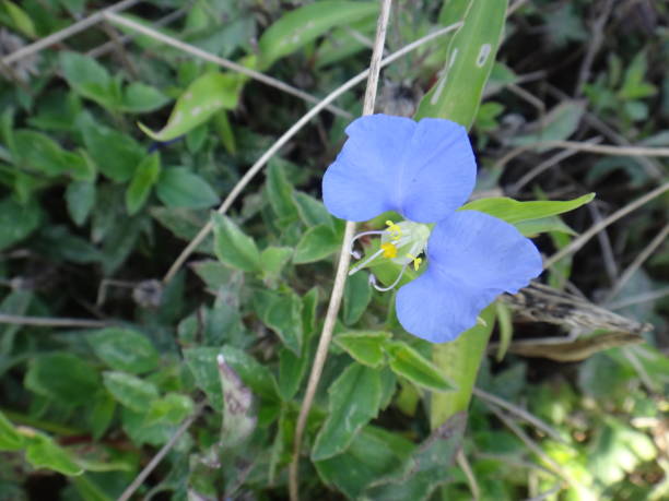 istock Bright blue flower of commelina plant 936591452