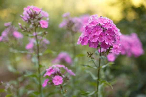 Purple phloxes flowers close up in the garden