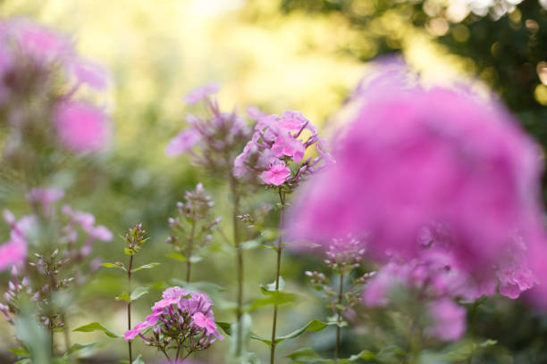 istock Purple phloxes flowers close up 936591762