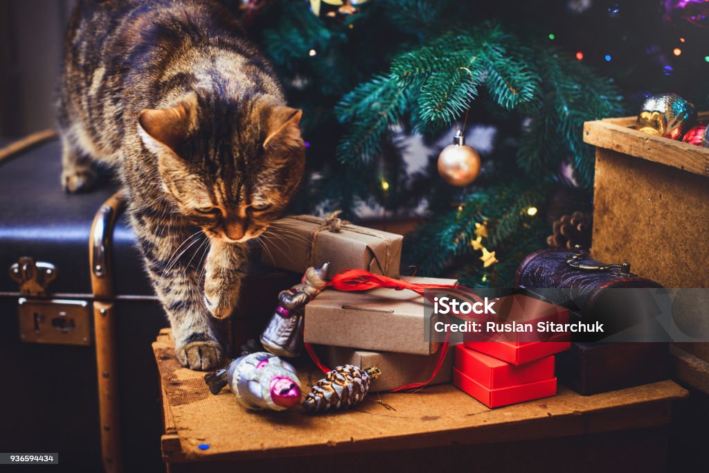 cat walks at home Beautiful Christmas background with new year daccor, gifts, cup and old boxes of wooden background. Christmas card with a Christmas cat walks at home Beautiful Christmas background with new year daccor, gifts, cup and old boxes of wooden background. Christmas card with a Christmas. Animal Stock Photo