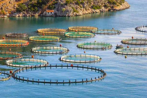 Cage system of fish cultivation