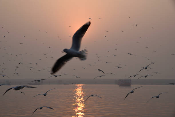istock Water for Bird and animal 936595020