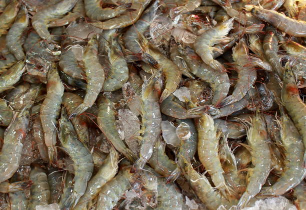 istock Live chilled shrimps backgrounds 936595354