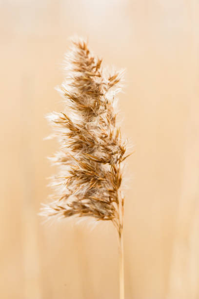 istock Portrait of Wheat 936599262