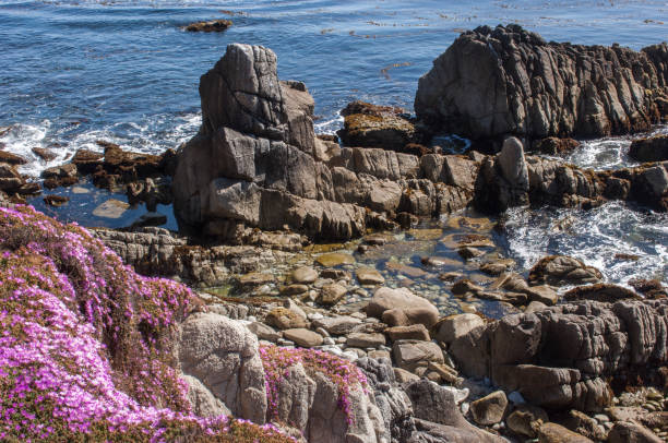 istock Flowering Plant Growing on Oceanside Cliff 936599516