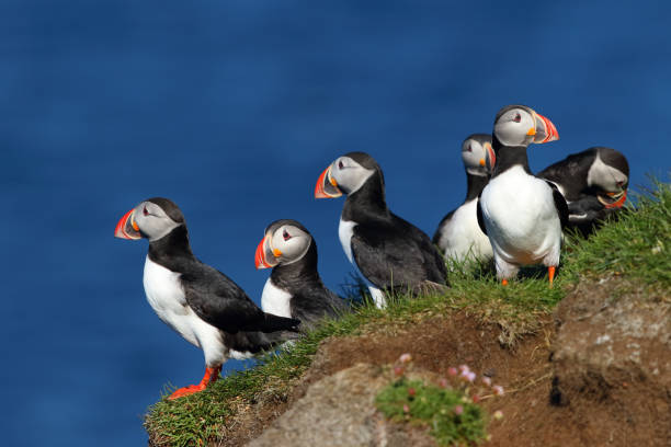 grupo de frailecillos en los acantilados de latrabjarg en islandia - vibrant color summer rock cliff fotografías e imágenes de stock