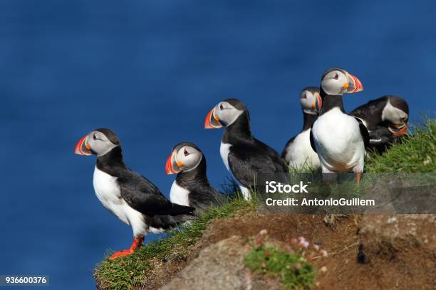 Photo libre de droit de Groupe De Macareux Dans Les Falaises De Latrabjarg En Islande banque d'images et plus d'images libres de droit de Islande