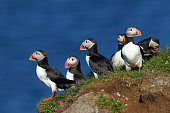 Group of puffins in Latrabjarg cliffs in iceland