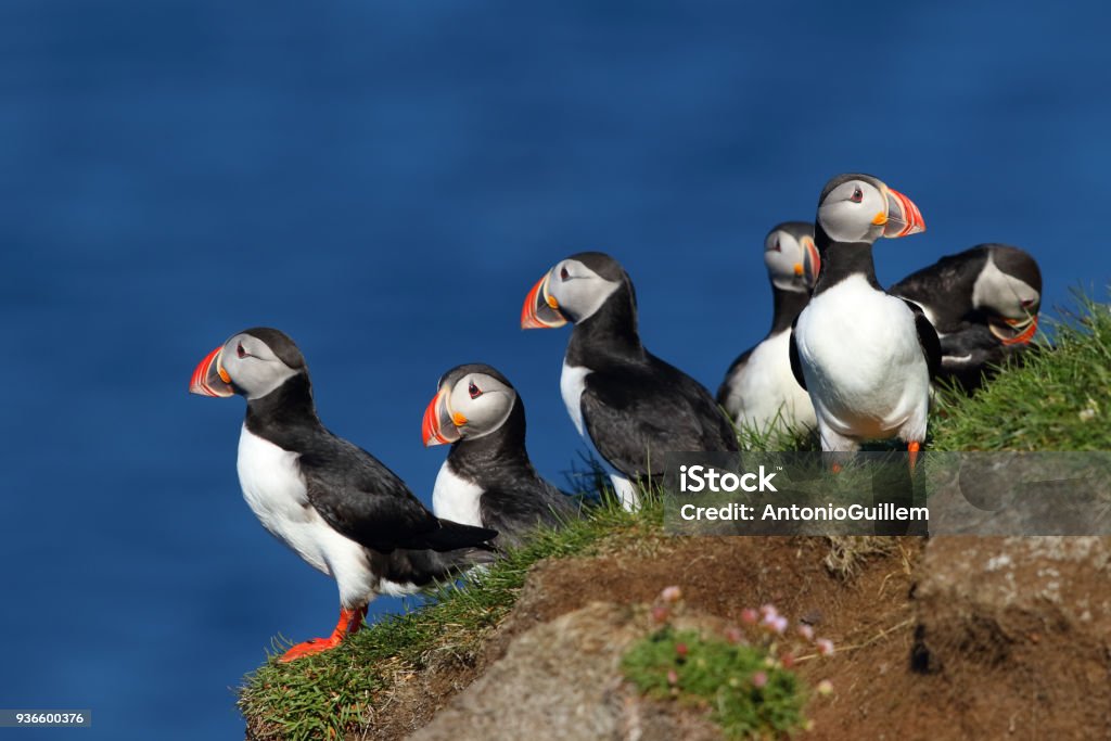 Group of puffins in Latrabjarg cliffs in iceland Group of puffins in Latrabjarg cliffs in iceland with the ocaen in the background Iceland Stock Photo