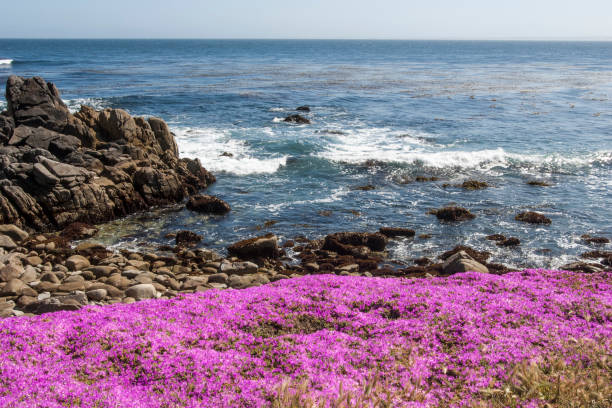 istock Flowering Plant Growing on Oceanside Cliff 936601832