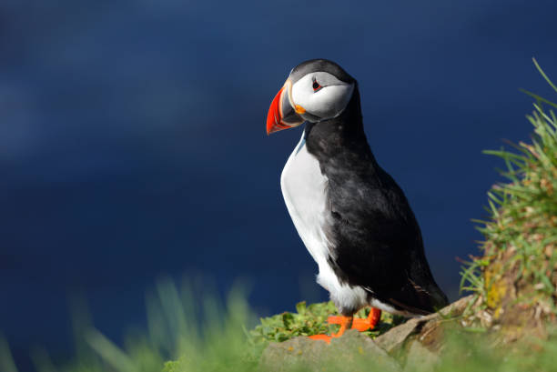 istock Puffin in Latrabjarg cliffs in iceland 936601876