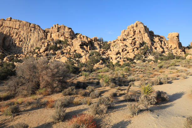 隠された谷の道ジョシュア ツリー国立公園内での岩山。カリフォルニア州。アメリカ - mojave yucca ストックフォトと画像