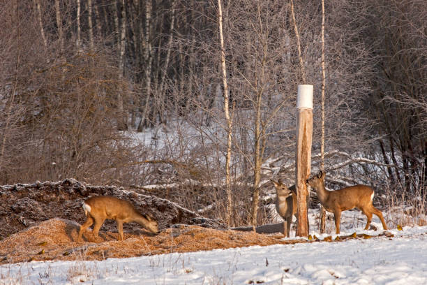 Hunting feeder Flock of Roe deer (Capreolus capreolus) on the hunting feeder roe deer frost stock pictures, royalty-free photos & images